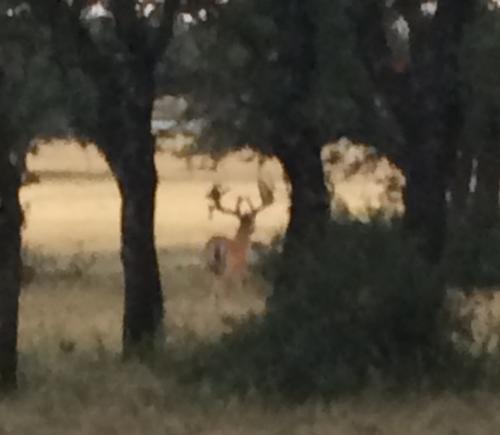 Summer Time at Cross Oaks Ranch