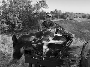 Couple of Pigs taken by Cody