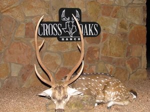 Nice Axis buck taken by Matt Owens of Colorado. Bronze SCI