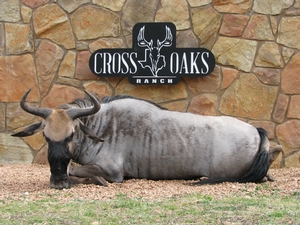 Blue Wildebeest taken by Frank.