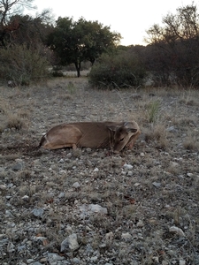 Whitetail Doe taken by Harl Blair.