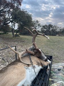 Management Buck taken by Brittany.