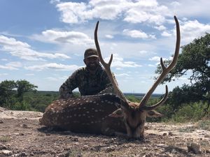 Management Axis Buck taken by Dagan B. Bronze SCI