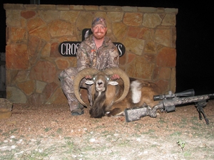 Gold SCI Iranian Red Sheep taken by Matt Owens.