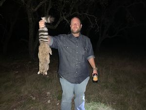 Bobby took this Ringtail on a night ride.